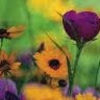 ann_strickland